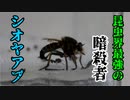 【ありの飼育記#14】蟻にアブあげてみた　Ant vs Abu