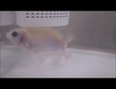 きんぎょ３ #ブリストル朱文金 #すえひろ #青い石とぶくぶく