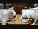 布団ちゃん『犬にエサやって関係性つくる』3枠目【2019/08/13】