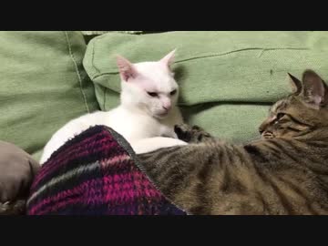 【宇宙猫】宇宙猫、グルーミングの新技を開発する