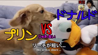 【じゃれあい】プリン VS ドナルド（実況：てぃかし　解説：スポンジボブ）(YouTubeで『ワンチュー犬』を検索！）