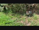 kitten_exploring_the_outdoors_leash_training