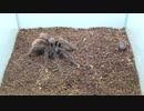 [閲覧注意!!] 再編集　タランチュラ（幼体:バードイーター）にゴキブリを与えてみた。 (Pamphobeteus antinous)