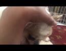 【チワワ】　＃2　息抜き　動画2　動画チャレンジ残り42本です