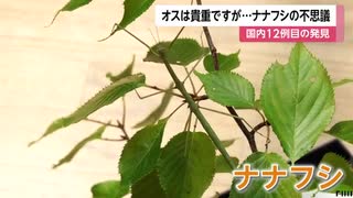 オスは貴重ですが...ナナフシの不思議　実はメスだけで繁殖可能