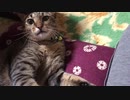 【保護猫】ぼんちゃん、5歳になりました。