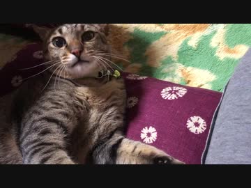 【保護猫】ぼんちゃん、5歳になりました。