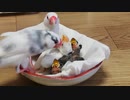 【文鳥】ヒナ生後19日・親子の風景