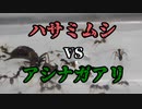 【ありの飼育記#23】ハサミムシvsアシナガアリ　Ant　vs　Earwig