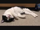 我が家の猫の寝相を見てたら世紀末救世主のテーマが流れ出した