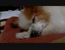 座布団の上でまったりするワンコ（パピヨン）2