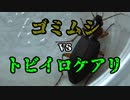 【ありの飼育記#24】ゴミムシvsトビイロケアリ　Ant　vs　carabid beetle