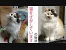 【シリーズ：猫を探していますの物語り】1.最初の脱走