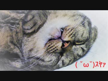 今日の鞍馬【蒼民家の猫々】
