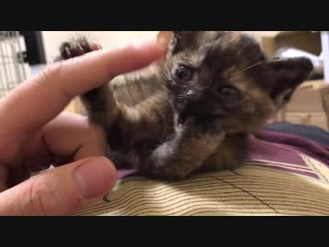 わちゃわちゃ子猫トレイン、腹の上で完成する