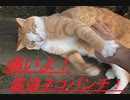 【調子にのった結末❢】「猫パンチ・ツメ付き」をくらった