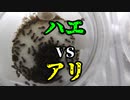 【ありの飼育記#26】ハエvsトビイロケアリ　Ant　vs　Flies
