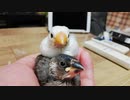 【文鳥】ちっちゃくてフワフワな生物