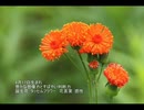 誕生日に贈る言葉～8月17日生まれの想像力豊かなあなたに－聴きものがたり