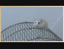 家への帰り方が分からず、屋根にのぼっちゃうハムスター