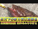 【フィッシング】炎天下の努力賞は高級魚=03【広島爆釣伝説】