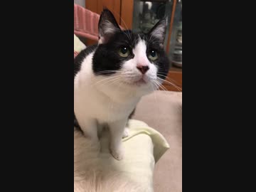 我が家の猫におやつを見せたら無情にも蹂躙され、自然界の厳しさを教えられた