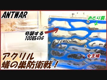 アリの巣防衛戦！奇襲する100匹のゴキブリから女王アリを守れ！