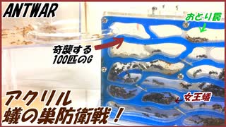 アリの巣防衛戦！奇襲する100匹のゴキブリから女王アリを守れ！