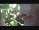 カマキリセミを食べる