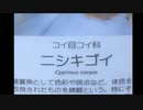 [生放送]にしきがおコンテスト2019　全作品振り返り放送（第1夜）