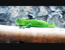 【ベトナム旅行記・Vietnam Travel】ホーチミンのサイゴン動植物園を観光、ついでにホーチミン作戦博物館の展示を見てミニストップ、コンビニでまったり【VLOG】