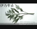 【極貧レシピNo.152】イノンド（ディル）とその料理