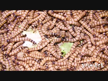 ジャイアントミルワームにリーフレタス、９０分を早送りで！