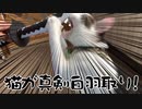 真剣白刃取りする猫　してるんです～