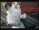 「猫じゃらし」に一心不乱のネコ