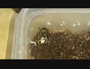 【報告】以前採取した幼虫が金色の昆虫になってた‼