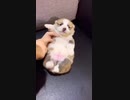 スイングする小型犬のビデオ