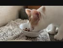 猫のお食事動画、咀嚼音。ASMR