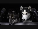 ASMR Dog Teaches Best Friend How To ASMR!