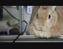 ウーサールーパー