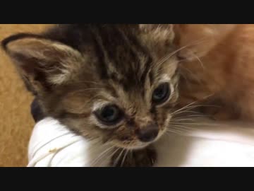 わちゃわちゃ子猫、続々と巣立ちの時を迎える