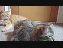 拾いねこ＠生後2600/2567日目　今日はアコさん2600日記念ー。