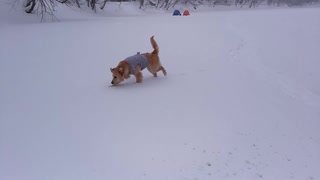 雪の中 放牧