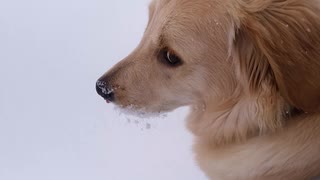 雪の中 放牧3