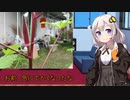 あかりの家庭菜園(オクラ編)Part5