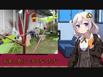 あかりの家庭菜園(オクラ編)Part5