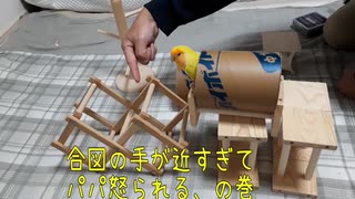 パパともあそんで？   コザクラ ボタンインコ