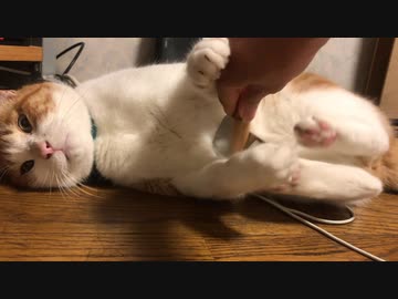 猫のブラシ屋さんのカリスマ店員の職人技！
