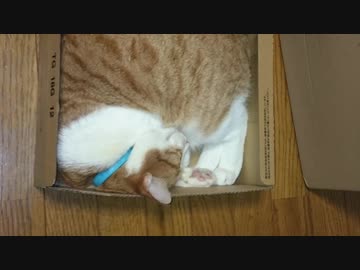 眠り猫