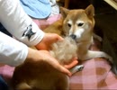 【柴わんこのはる】換毛期のブラッシング
